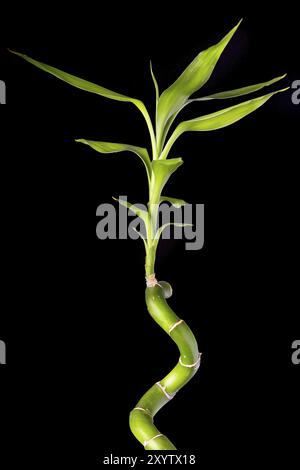 Ecology concept image with bamboo stalk on black background Stock Photo