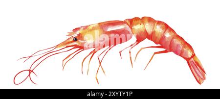 A watercolor drawing of a shrimp, isolated on a white background with a clipping path Stock Photo