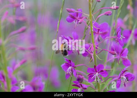 Baumhummel, Baum-Hummel, beim Blütenbesuch auf Weidenröschen, Nektarsuche, Bestäubung, Bombus hypnorum, Pyrobombus hypnorum, tree bumblebee, new garde Stock Photo