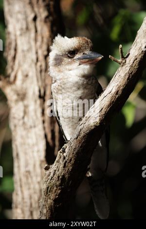 Laughing kookaburra (Dacelo novaeguineae), also known as Laughing Hans, sitting in a tree in Queensland, Australia. laughing kookaburra (Dacelo novaeg Stock Photo