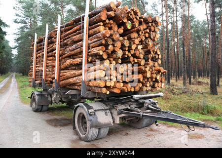 Sawed-off tree trunks in the forest are ready for removal Stock Photo