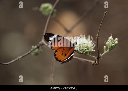 African Monarch (Danaus chrysippus) on a flower in the Okavango Delta, Botswana, Africa Stock Photo