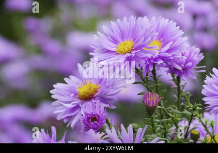Aster Novi Belgii 01 Stock Photo