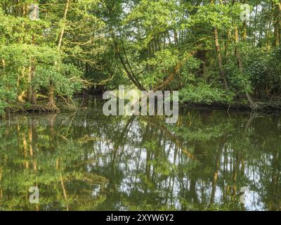 A dense forest with a river reflecting the trees and the green of the landscape, Proebstingsee, Borken, Muensterland, Germany, Europe Stock Photo