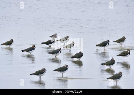 Northern lapwing in autumn in baltic sea. Northern lapwings in autumn in the Baltic Sea in Sweden Stock Photo