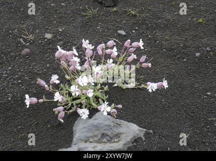 Silene uniflora flowering in lava sand in Iceland Stock Photo