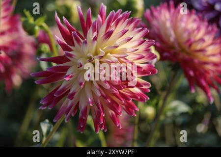 Close-up of a pink-yellow dahlia flower in a garden, legden, Muensterland, germany Stock Photo