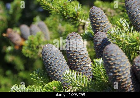 Korean fir cone, Korean Fir 03 Stock Photo