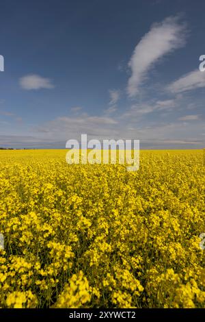 Colza rapeseed field against blue cloudy sky in a warm summer day Stock ...