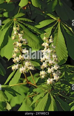 Two beautiful chestnut flower closeup early spring Stock Photo