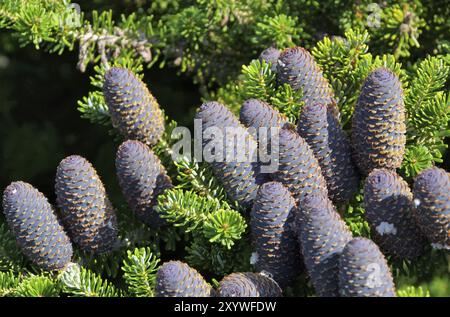 Korean fir cone, Korean Fir 01 Stock Photo