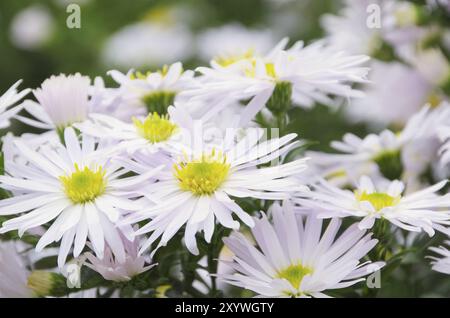 Aster white, Aster white 01 Stock Photo