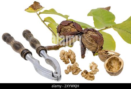 Walnuts and nutcracker with fresh walnuts on a branch and green leaves, cropped on white Stock Photo