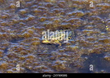 Natural scene from Wisconsin conservation area Stock Photo - Alamy