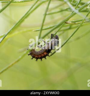 Larva of the Asian lady beetle on a fennel plant in front of a blurred green background Stock Photo