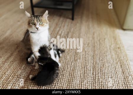 Tricolor mother female cat laying on the floor with kittens and nursing them. Mom cat with small baby cats. Concept of pets carrying Stock Photo