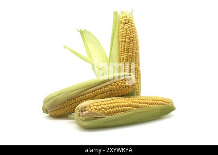 Fresh raw maize or corn on the cob with leaves isolated on white background, low angle view Stock Photo