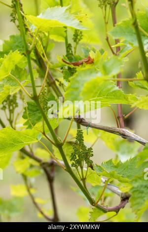 Early season grapes growing on vines at Polgoon Vineyard and Orchard in Penzance, Cornwall in summer Stock Photo