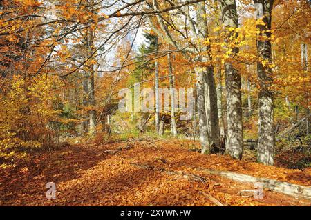 The Kleine Ohe in the Bavarian Forest, in autumn. Deadwood on Lusen, in the Bavarian Forest Stock Photo
