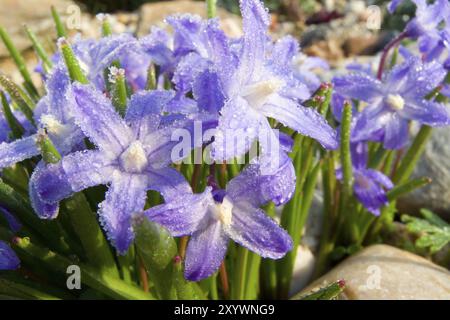 Common star hyacinth, blue star.Scilla Stock Photo