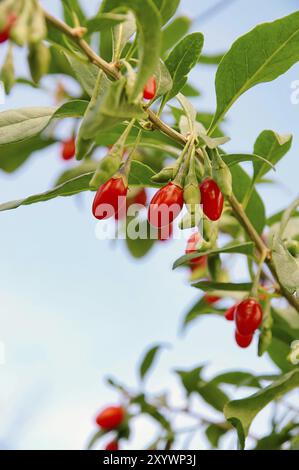 Goji berry, Goji berry 06 Stock Photo