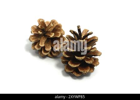 Two dry pinecones isolated on white background Stock Photo