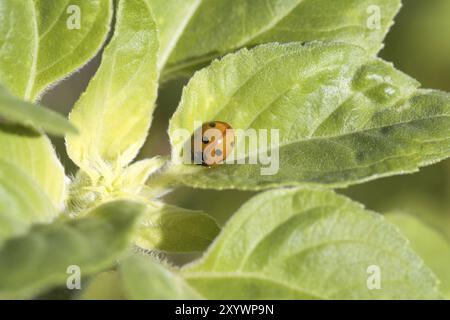 Cute little ladybug on green leaves outdoors Stock Photo