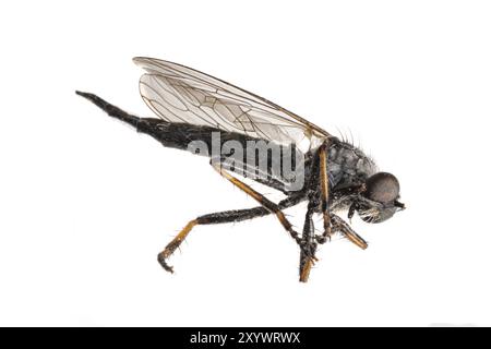 Large dead black mosquito lying on its side against a white background Stock Photo