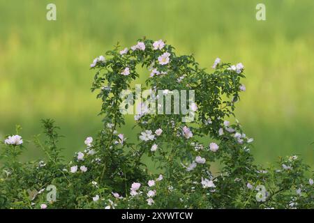 Wild rose on the morning Stock Photo