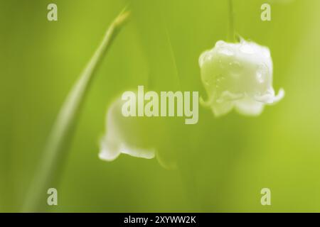 Lily of the valley, Convallaria majalis, Norrbotten, Sweden, June 2014, Europe Stock Photo