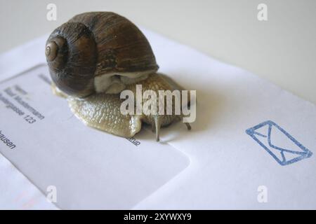 Vineyard snail on an envelope Stock Photo