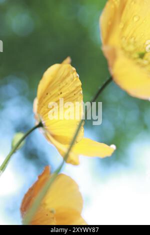 Beautiful orange poppy flowers out of focus Stock Photo