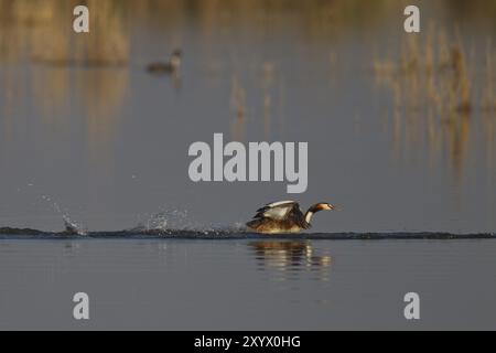 Great Crested Grebe, Podiceps Scalloped ribbonfish, great crested grebe Stock Photo