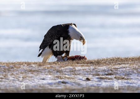 The bald eagle with prey on the shore of lake Michigan Stock Photo