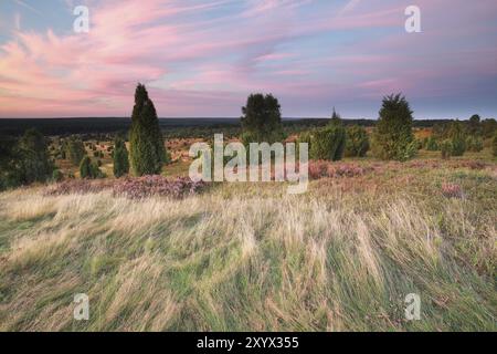 Summer sunset over hills with heather and junipers Stock Photo