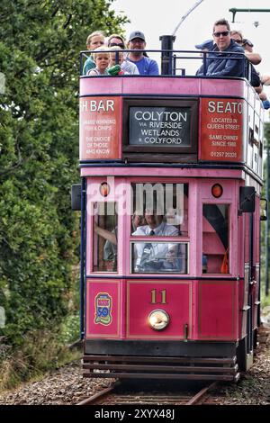 Seaton Wetlands, Devon, UK. 31st Aug, 2024. UK Weather: All Aboard! Trams running on Seaton tramway on a mild morning at Seaton Wetlands, Devon Credit: nidpor/Alamy Live News Stock Photo