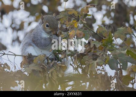 Grey squirrel (Sciurus carolinensis) adult animal feeding on Field maple tree seeds, Suffolk, England, United Kingdom, Europe Stock Photo