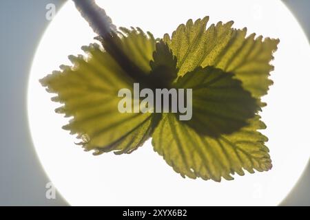 Birch leaves with sun, Gaellivare, Lapland, Sweden, May 2014, Europe Stock Photo