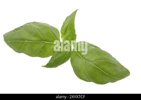 Fresh basil on a white background Stock Photo