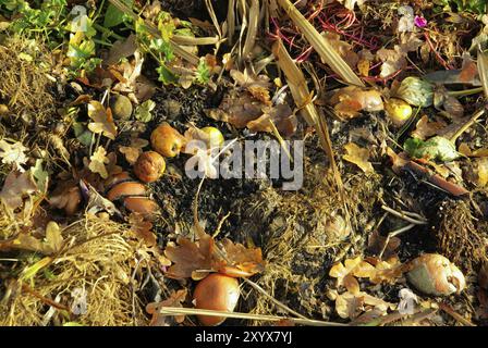 Compost pile Stock Photo