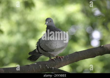 Pigeon in a tree Stock Photo