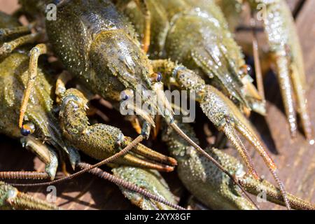 crayfish caught in the lake on the table, live river crayfish on a wooden table Stock Photo