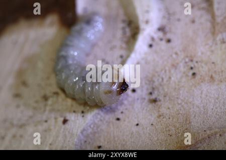 Bark beetle larva Stock Photo