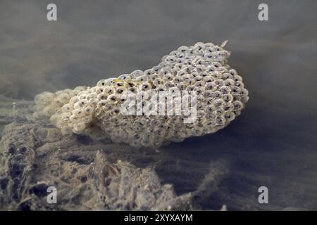 Clumps of Common Frog spawn in the water Stock Photo