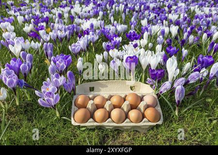 Egg box with chicken eggs in blooming crocuses during spring Stock Photo