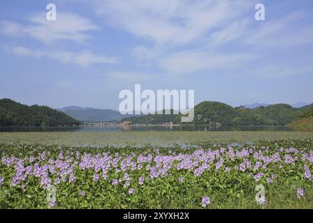 Pink water hyacinths growing on the shore of Begnas lake, Nepal. Beautiful landscape near Pokhara Stock Photo