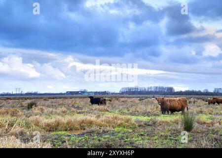 Scottish Highlands cattle on pasture in Netherlands Stock Photo