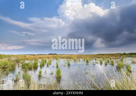Rain clouds over swamp, Fochteooerveen, Friesland, Netherlands Stock Photo
