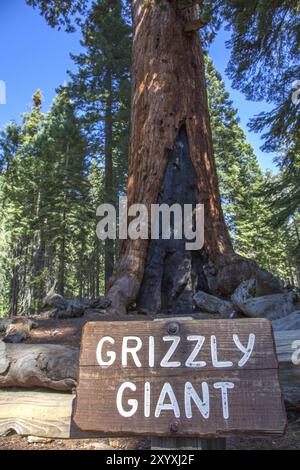 Grizzly Giant sequoia tree in Yosemite National Park, California Stock Photo