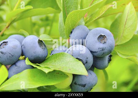 Blueberry on shrub 01- blueberry on shrub 04 Stock Photo